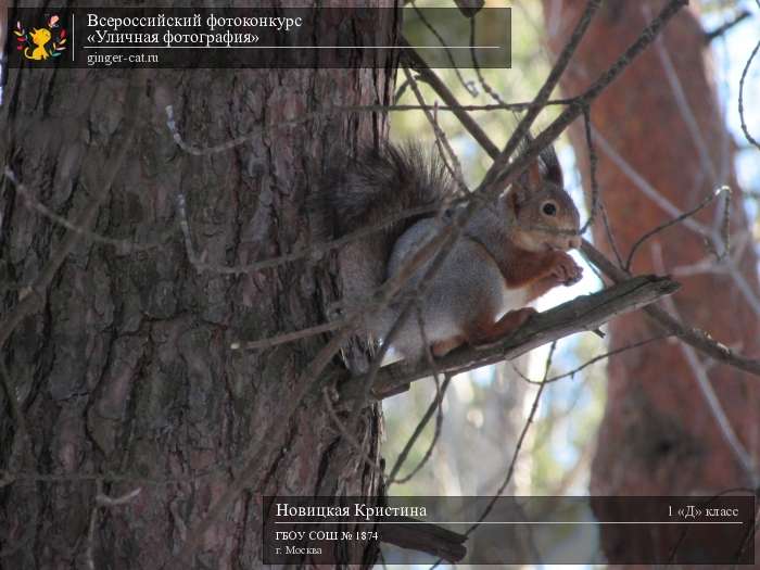 Всероссийский фотоконкурс «Уличная фотография»  - детский рисунок, поделка, творческая работа, категория школьники, 1 класс, дистанционный конкурс, школьный конкурс