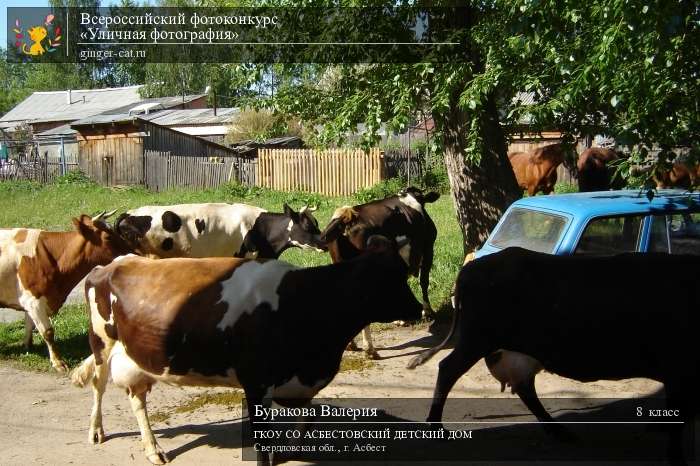 Всероссийский фотоконкурс «Уличная фотография»  - детский рисунок, поделка, творческая работа, категория школьники, 8 класс, дистанционный конкурс, школьный конкурс