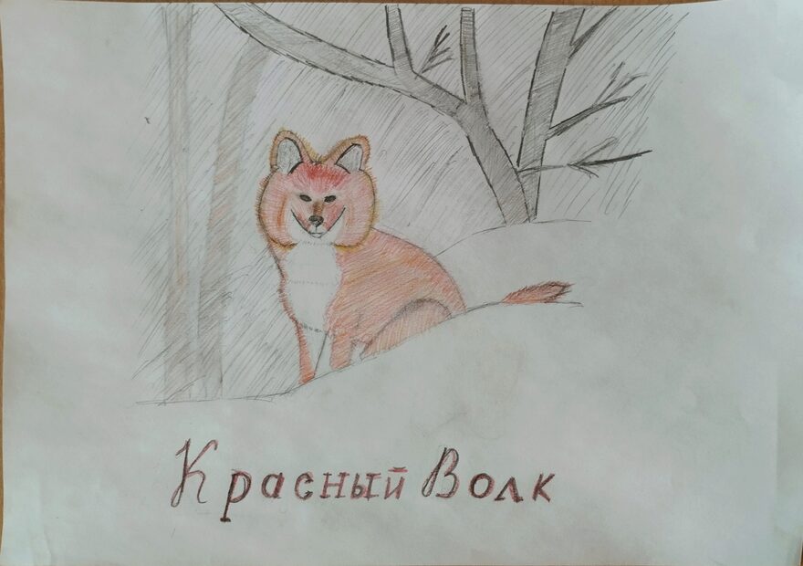 Всероссийский творческий конкурс «Красная книга: растения и животные»  - детский рисунок, поделка, творческая работа, категория школьники, 9 класс, дистанционный конкурс, школьный конкурс