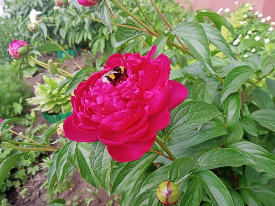 Всероссийский творческий конкурс «Какого цвета лето?»  - детский рисунок, поделка, творческая работа, категория взрослые, дистанционный конкурс, школьный конкурс