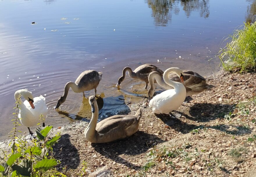 Всероссийский творческий конкурс «Сохраним жизнь на нашей планете!»  - детский рисунок, поделка, творческая работа, категория школьники, 2 класс, дистанционный конкурс, школьный конкурс
