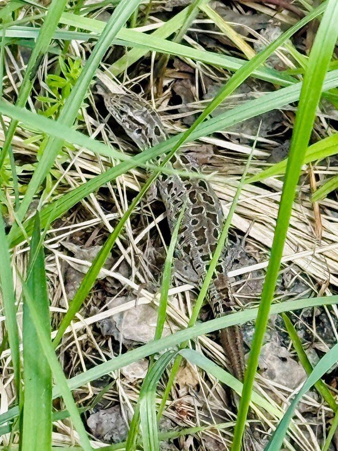Всероссийский творческий конкурс «Сохраним жизнь на нашей планете!»  - детский рисунок, поделка, творческая работа, категория школьники, 3 класс, дистанционный конкурс, школьный конкурс
