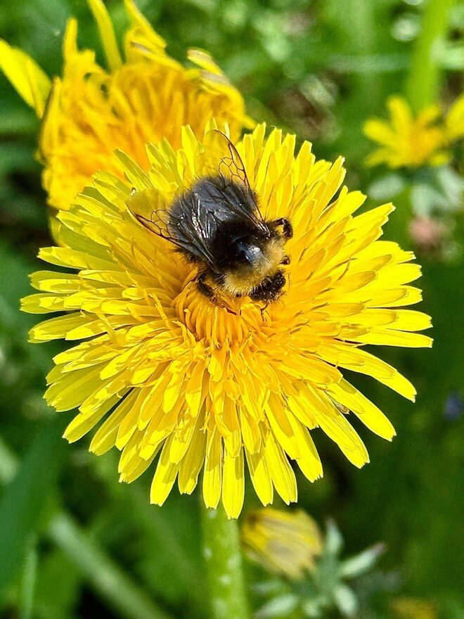 Всероссийский творческий конкурс «Сохраним жизнь на нашей планете!»  - детский рисунок, поделка, творческая работа, категория школьники, 5 класс, дистанционный конкурс, школьный конкурс