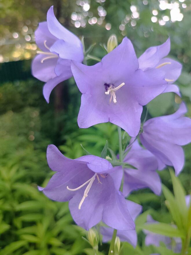 Всероссийский творческий конкурс «Сохраним жизнь на нашей планете!»  - детский рисунок, поделка, творческая работа, категория школьники, 10 класс, дистанционный конкурс, школьный конкурс