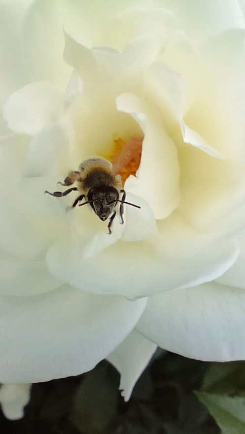 Всероссийский творческий конкурс «Сохраним жизнь на нашей планете!»  - детский рисунок, поделка, творческая работа, категория школьники, 10 класс, дистанционный конкурс, школьный конкурс