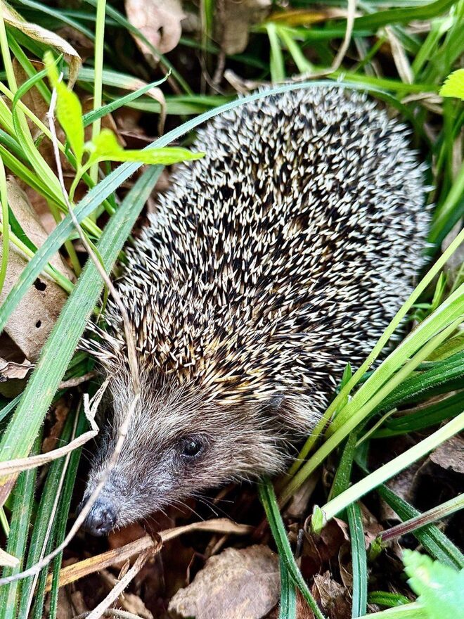 Всероссийский творческий конкурс «Сохраним жизнь на нашей планете!»  - детский рисунок, поделка, творческая работа, категория школьники, 10 класс, дистанционный конкурс, школьный конкурс