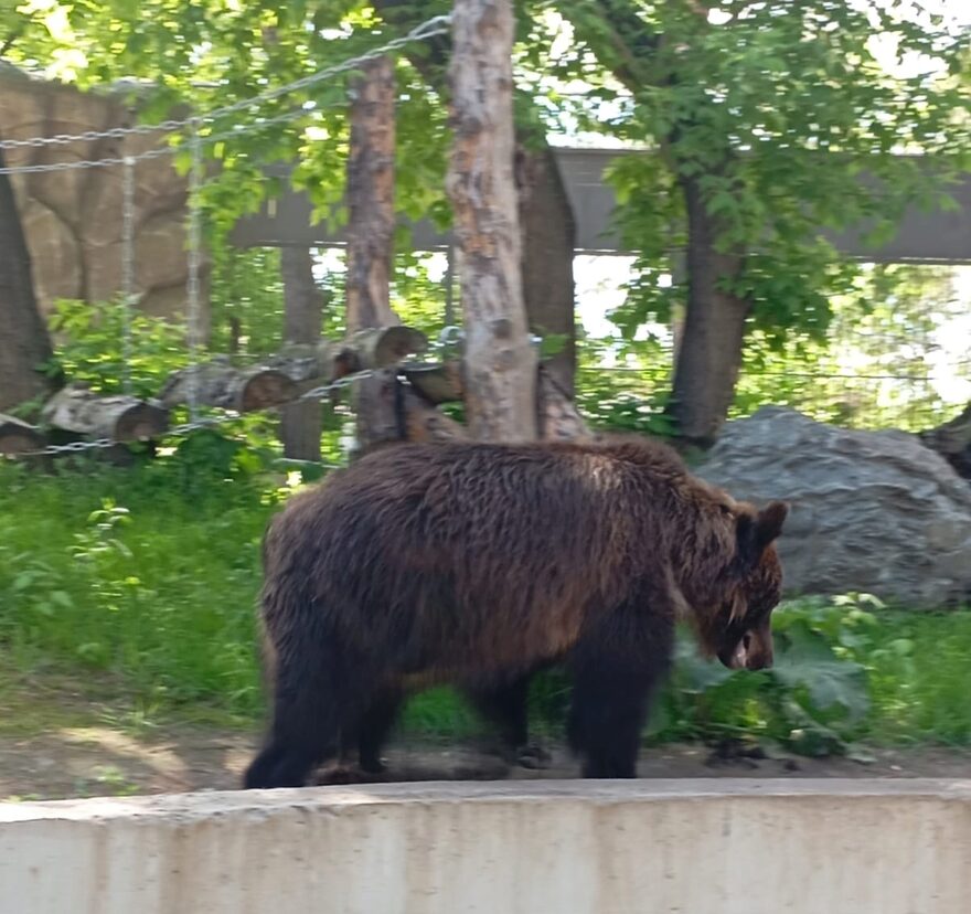 Всероссийский творческий конкурс «Оранжевое лето»  - детский рисунок, поделка, творческая работа, категория школьники, 8 класс, дистанционный конкурс, школьный конкурс