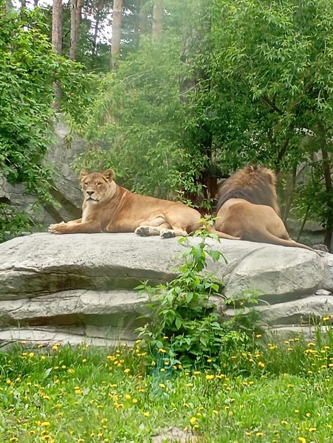 Всероссийский творческий конкурс «Оранжевое лето»  - детский рисунок, поделка, творческая работа, категория школьники, 8 класс, дистанционный конкурс, школьный конкурс