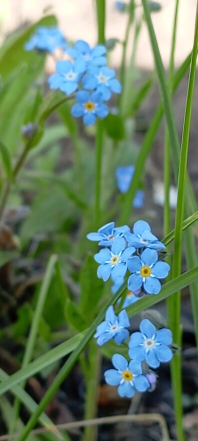 Всероссийский творческий конкурс «Оранжевое лето»  - детский рисунок, поделка, творческая работа, категория школьники, 8 класс, дистанционный конкурс, школьный конкурс