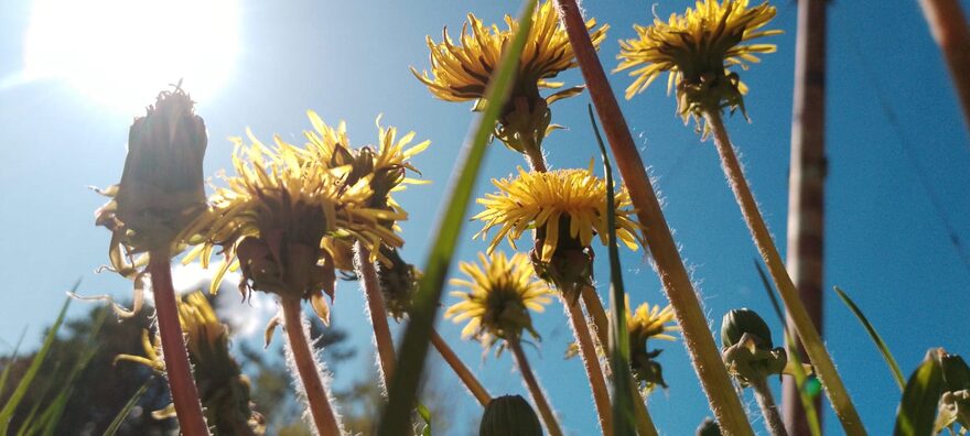 Всероссийский творческий конкурс «Оранжевое лето»  - детский рисунок, поделка, творческая работа, категория школьники, 8 класс, дистанционный конкурс, школьный конкурс