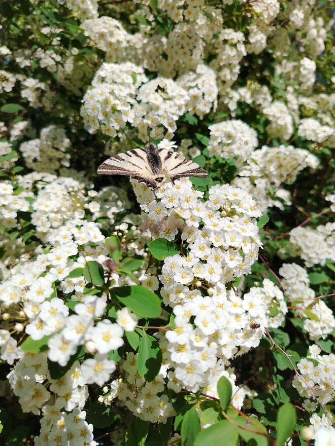 Всероссийский творческий конкурс «Оранжевое лето»  - детский рисунок, поделка, творческая работа, категория дошкольники, детский сад, дистанционный конкурс, школьный конкурс