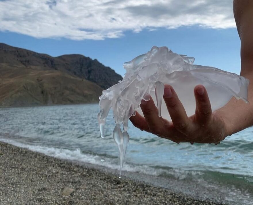 Всероссийский творческий конкурс «Оранжевое лето»  - детский рисунок, поделка, творческая работа, категория школьники, 7 класс, дистанционный конкурс, школьный конкурс