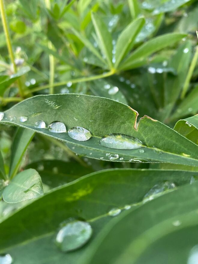 Всероссийский творческий конкурс «Оранжевое лето»  - детский рисунок, поделка, творческая работа, категория школьники, 6 класс, дистанционный конкурс, школьный конкурс