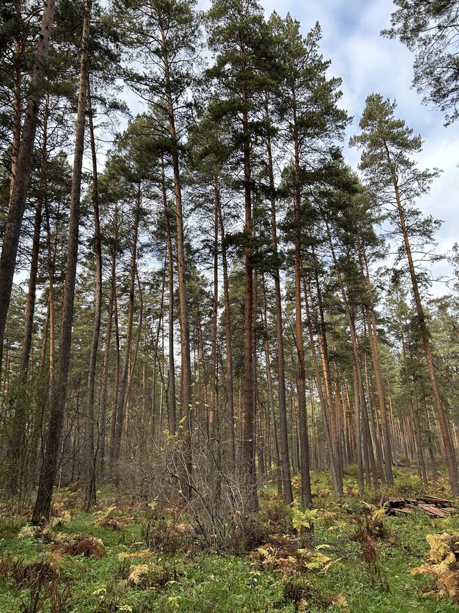 Всероссийский творческий конкурс «Осенняя фантазия»  - детский рисунок, поделка, творческая работа, категория школьники, 4 класс, дистанционный конкурс, школьный конкурс