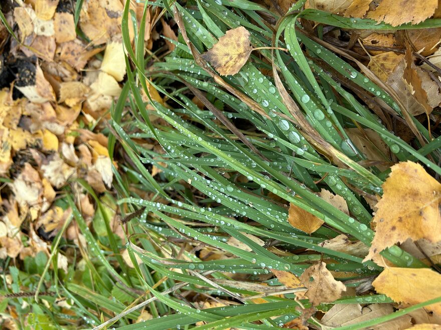 Всероссийский творческий конкурс «Осенняя фантазия»  - детский рисунок, поделка, творческая работа, категория школьники, 4 класс, дистанционный конкурс, школьный конкурс