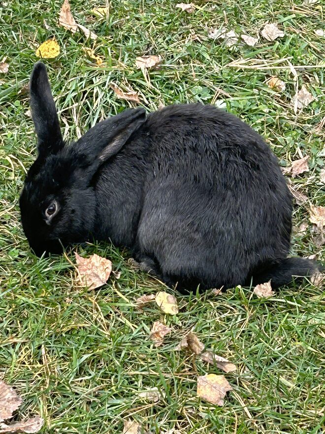 Всероссийский творческий конкурс «Осенняя фантазия»  - детский рисунок, поделка, творческая работа, категория школьники, 4 класс, дистанционный конкурс, школьный конкурс