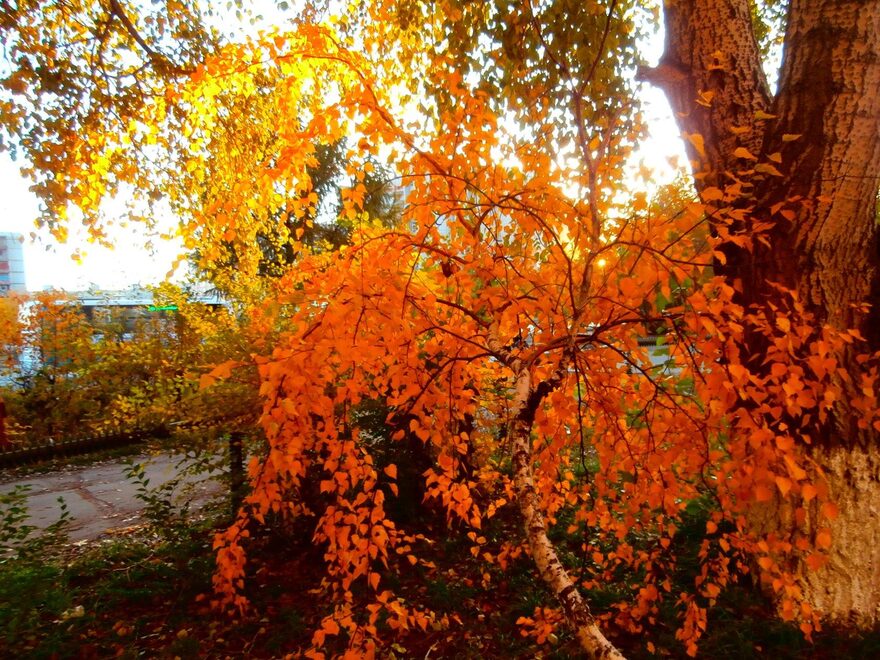 Всероссийский творческий конкурс «Осенняя фантазия»  - детский рисунок, поделка, творческая работа, категория взрослые, дистанционный конкурс, школьный конкурс