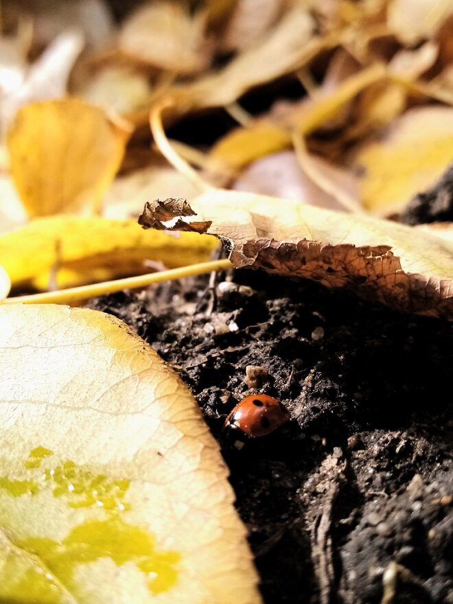 Всероссийский творческий конкурс «Осенняя фантазия»  - детский рисунок, поделка, творческая работа, категория школьники, 11 класс, дистанционный конкурс, школьный конкурс