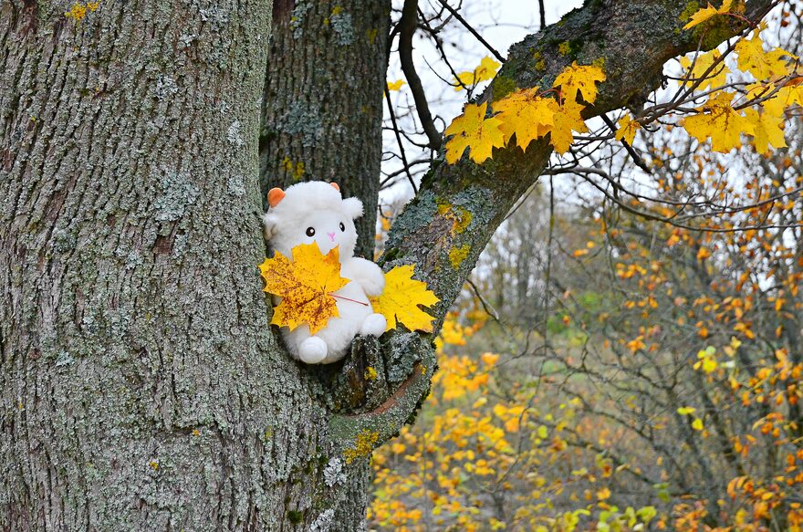 Всероссийский творческий конкурс «Осенняя фантазия»  - детский рисунок, поделка, творческая работа, категория школьники, 7 класс, дистанционный конкурс, школьный конкурс