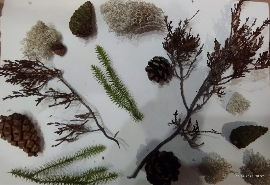 Всероссийский творческий конкурс «Дары осени»  - детский рисунок, поделка, творческая работа, категория школьники, 3 класс, дистанционный конкурс, школьный конкурс