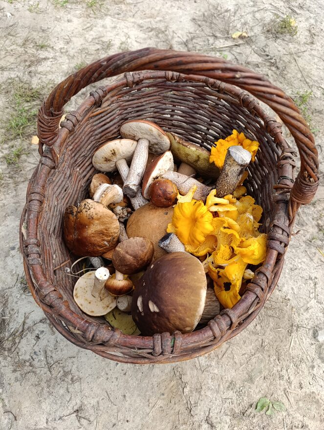 Всероссийский творческий конкурс «Дары осени»  - детский рисунок, поделка, творческая работа, категория школьники, 3 класс, дистанционный конкурс, школьный конкурс