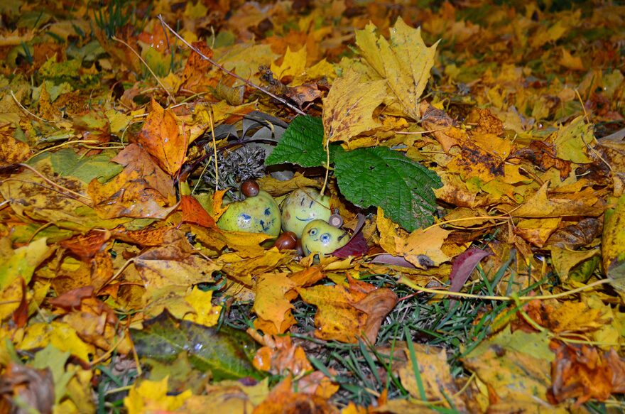 Всероссийский творческий конкурс «Дары осени»  - детский рисунок, поделка, творческая работа, категория школьники, 7 класс, дистанционный конкурс, школьный конкурс
