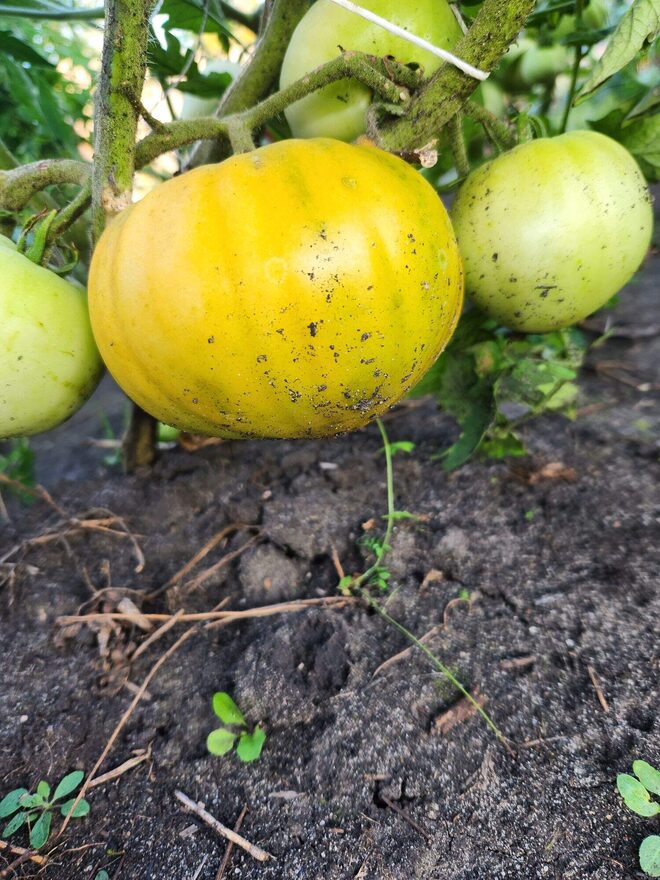 Всероссийский творческий конкурс «Дары осени»  - детский рисунок, поделка, творческая работа, категория дошкольники, детский сад, дистанционный конкурс, школьный конкурс