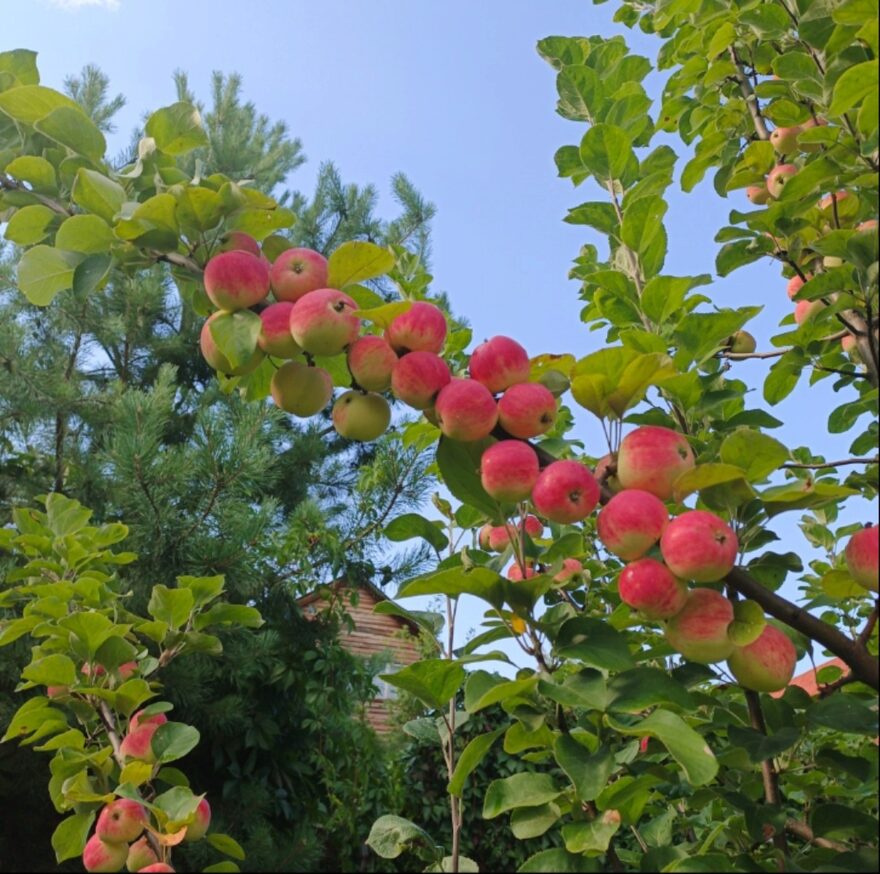Всероссийский творческий конкурс «Дары осени»  - детский рисунок, поделка, творческая работа, категория школьники, 3 класс, дистанционный конкурс, школьный конкурс