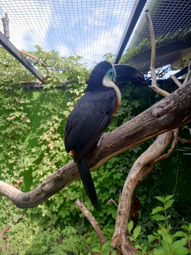 Всероссийский творческий конкурс «Мир птиц»  - детский рисунок, поделка, творческая работа, категория школьники, 5 класс, дистанционный конкурс, школьный конкурс