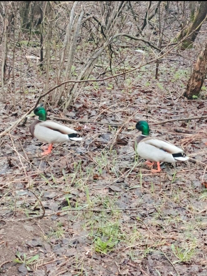 Всероссийский творческий конкурс «Мир птиц»  - детский рисунок, поделка, творческая работа, категория школьники, 3 класс, дистанционный конкурс, школьный конкурс