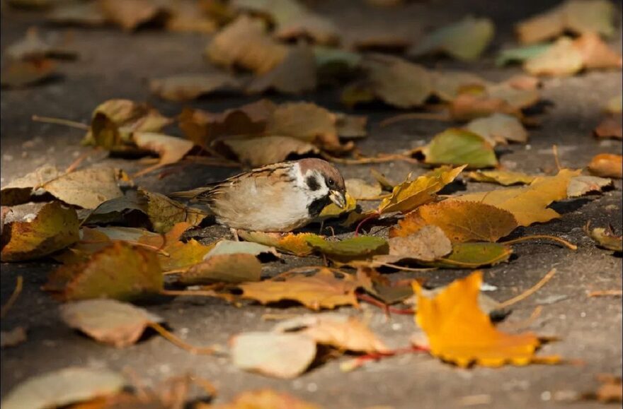 Всероссийский творческий конкурс «Очарование осени»  - детский рисунок, поделка, творческая работа, категория школьники, 1 класс, дистанционный конкурс, школьный конкурс