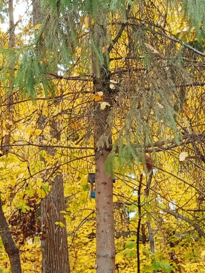 Всероссийский творческий конкурс «Очарование осени»  - детский рисунок, поделка, творческая работа, категория школьники, 1 класс, дистанционный конкурс, школьный конкурс