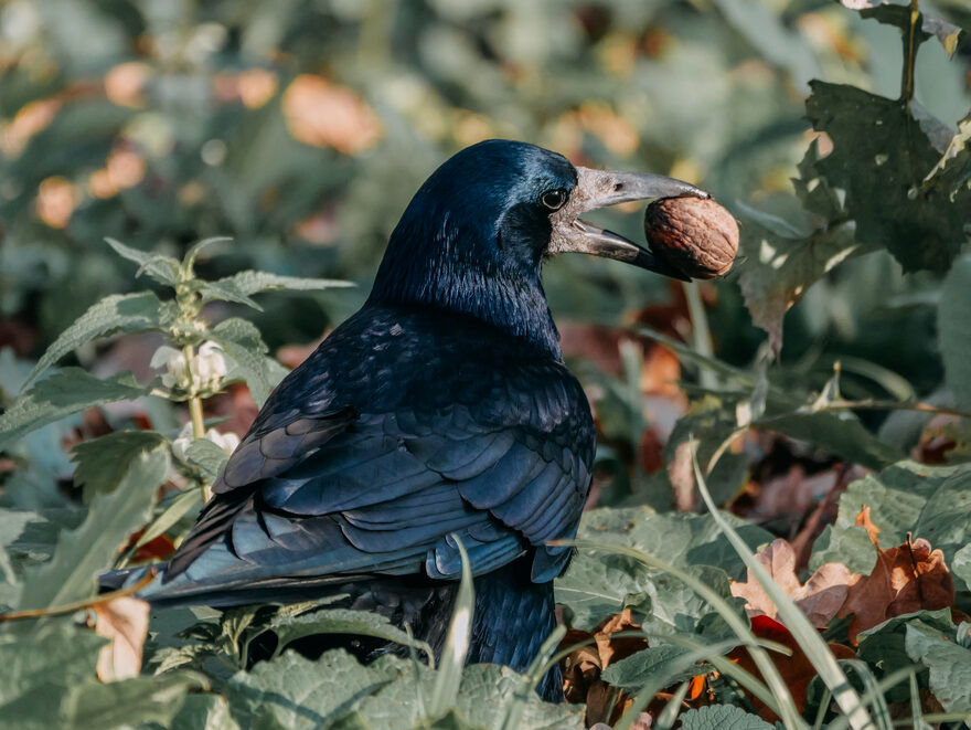 Всероссийский творческий конкурс «Очарование осени»  - детский рисунок, поделка, творческая работа, категория школьники, 7 класс, дистанционный конкурс, школьный конкурс