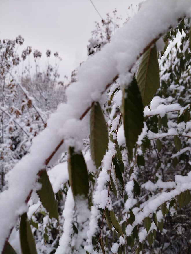 Всероссийский творческий конкурс «Разбросала зима покрывала...»  - детский рисунок, поделка, творческая работа, категория школьники, 7 класс, дистанционный конкурс, школьный конкурс