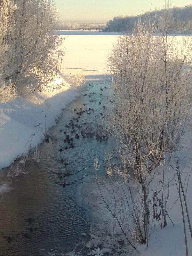 Всероссийский творческий конкурс «Разбросала зима покрывала...»  - детский рисунок, поделка, творческая работа, категория школьники, 4 класс, дистанционный конкурс, школьный конкурс