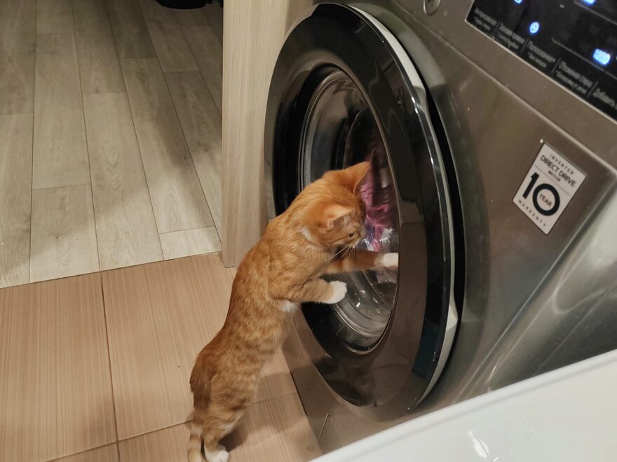 Всероссийский творческий конкурс «Дикие, домашние и очень-очень важные»  - детский рисунок, поделка, творческая работа, категория школьники, 3 класс, дистанционный конкурс, школьный конкурс