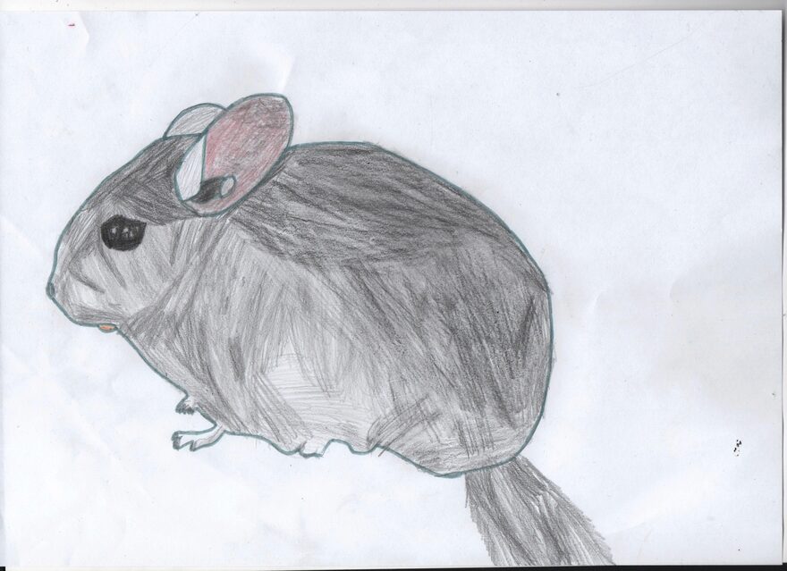 Всероссийский творческий конкурс «Дикие, домашние и очень-очень важные»  - детский рисунок, поделка, творческая работа, категория школьники, 5 класс, дистанционный конкурс, школьный конкурс