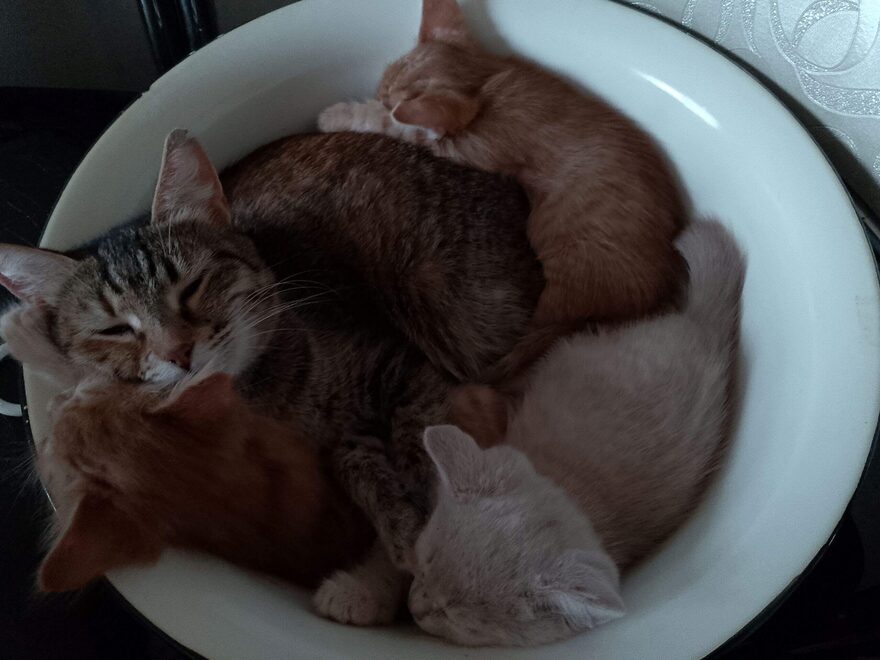 Всероссийский творческий конкурс «Дикие, домашние и очень-очень важные»  - детский рисунок, поделка, творческая работа, категория школьники, 1 класс, дистанционный конкурс, школьный конкурс