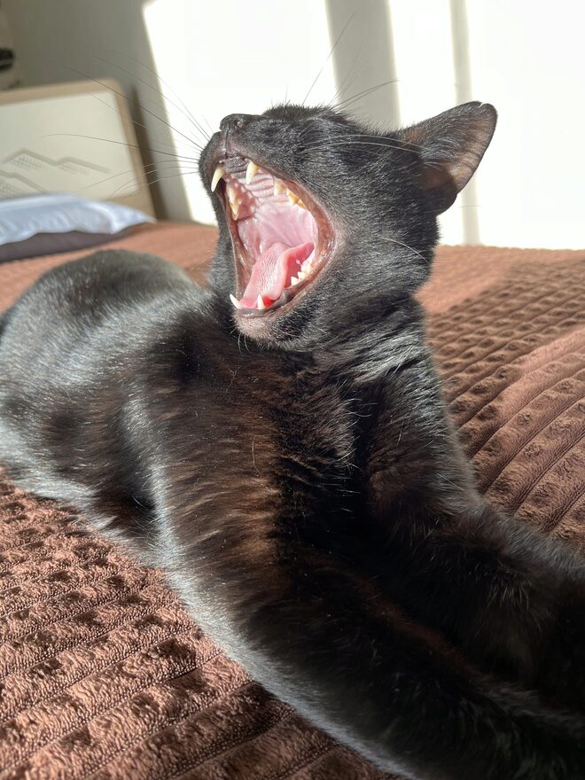 Всероссийский творческий конкурс «Дикие, домашние и очень-очень важные»  - детский рисунок, поделка, творческая работа, категория школьники, 3 класс, дистанционный конкурс, школьный конкурс