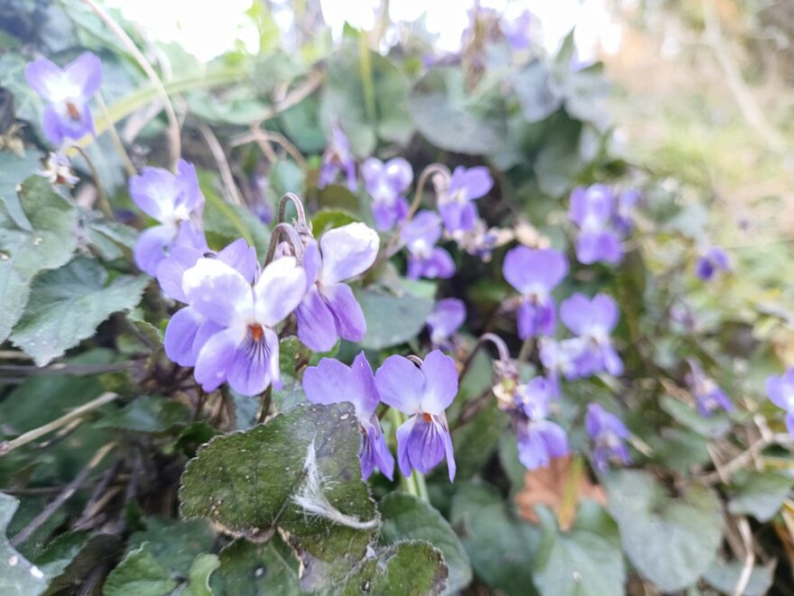Всероссийский творческий конкурс «Первая песенка весны»  - детский рисунок, поделка, творческая работа, категория взрослые, дистанционный конкурс, школьный конкурс