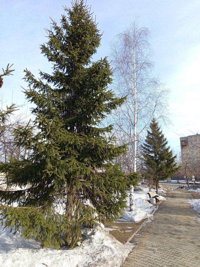 Всероссийский творческий конкурс «Первая песенка весны»  - детский рисунок, поделка, творческая работа, категория взрослые, дистанционный конкурс, школьный конкурс