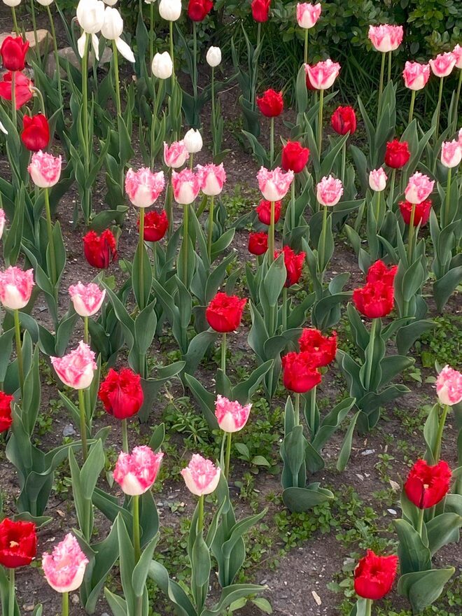 Всероссийский творческий конкурс «8 Марта - праздник весны, цветов и любви»  - детский рисунок, поделка, творческая работа, категория взрослые, дистанционный конкурс, школьный конкурс