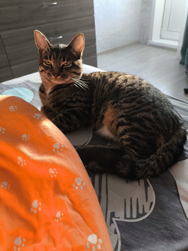 Всероссийский творческий конкурс «В мире животных»  - детский рисунок, поделка, творческая работа, категория школьники, 4 класс, дистанционный конкурс, школьный конкурс