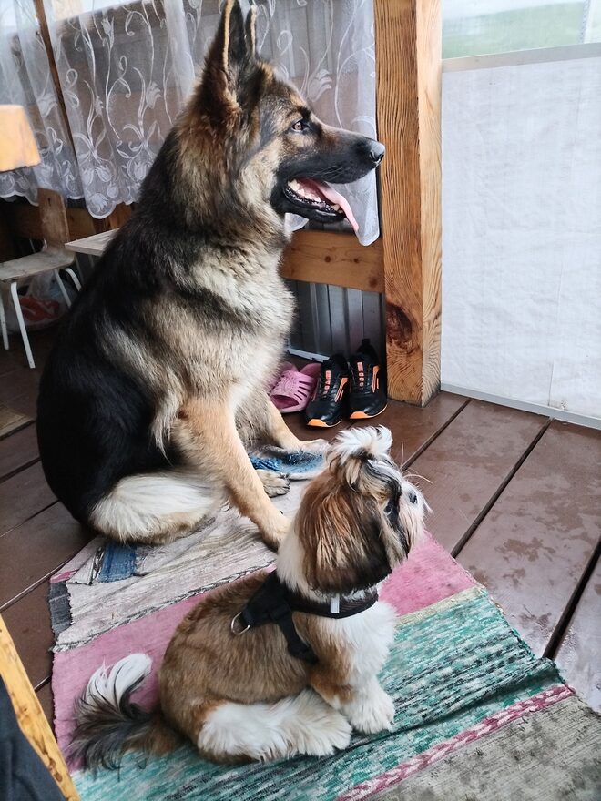 Всероссийский творческий конкурс «В мире животных»  - детский рисунок, поделка, творческая работа, категория дошкольники, детский сад, дистанционный конкурс, школьный конкурс