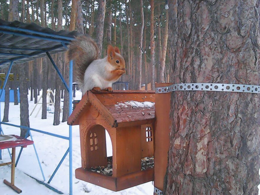 Всероссийский творческий конкурс «В мире животных»  - детский рисунок, поделка, творческая работа, категория взрослые, дистанционный конкурс, школьный конкурс