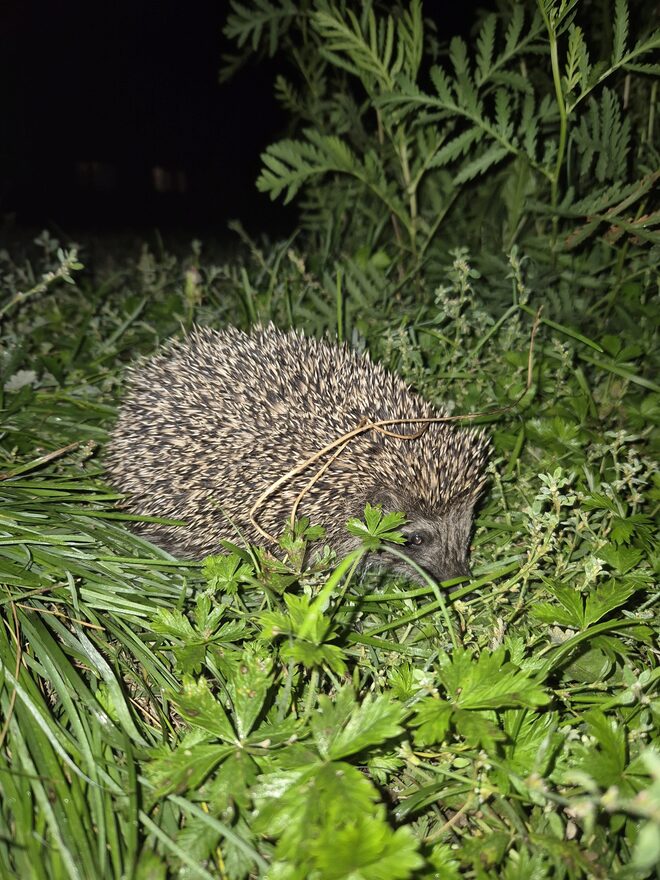 Всероссийский творческий конкурс «В мире животных»  - детский рисунок, поделка, творческая работа, категория школьники, 2 класс, дистанционный конкурс, школьный конкурс
