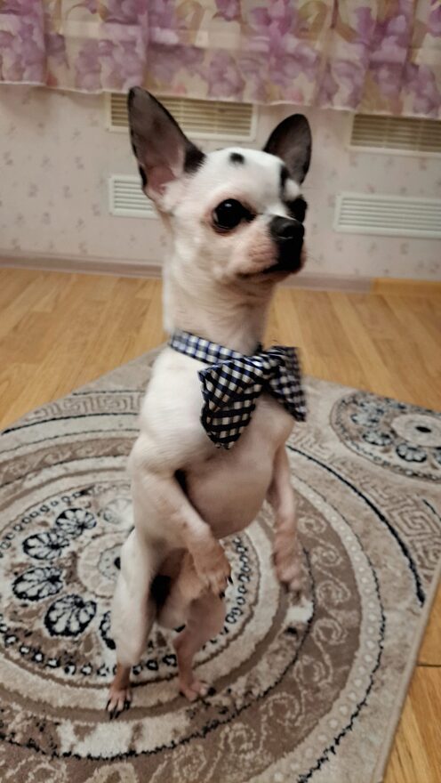 Всероссийский творческий конкурс «В мире животных»  - детский рисунок, поделка, творческая работа, категория школьники, 4 класс, дистанционный конкурс, школьный конкурс