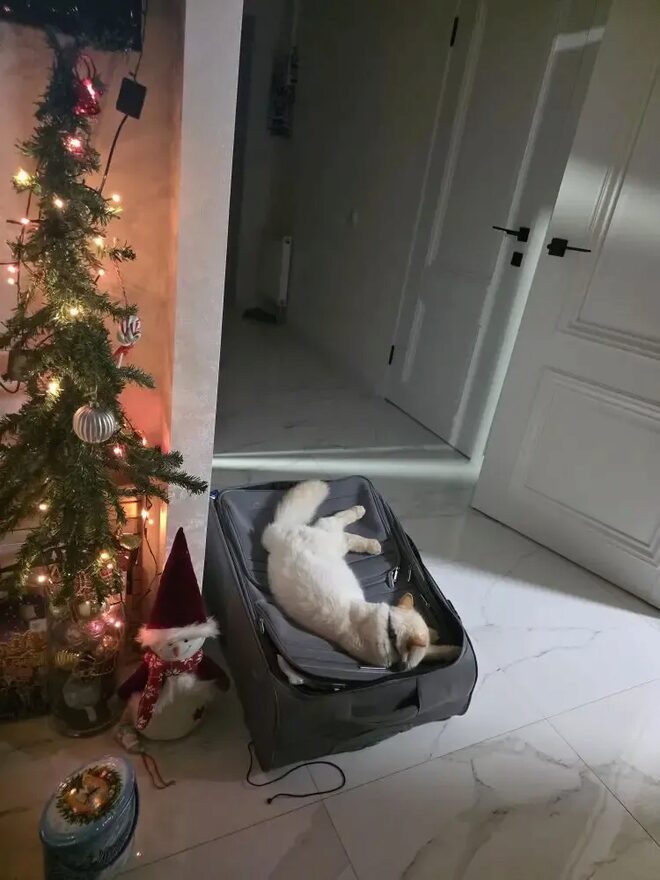 Всероссийский творческий конкурс «В мире животных»  - детский рисунок, поделка, творческая работа, категория школьники, 3 класс, дистанционный конкурс, школьный конкурс