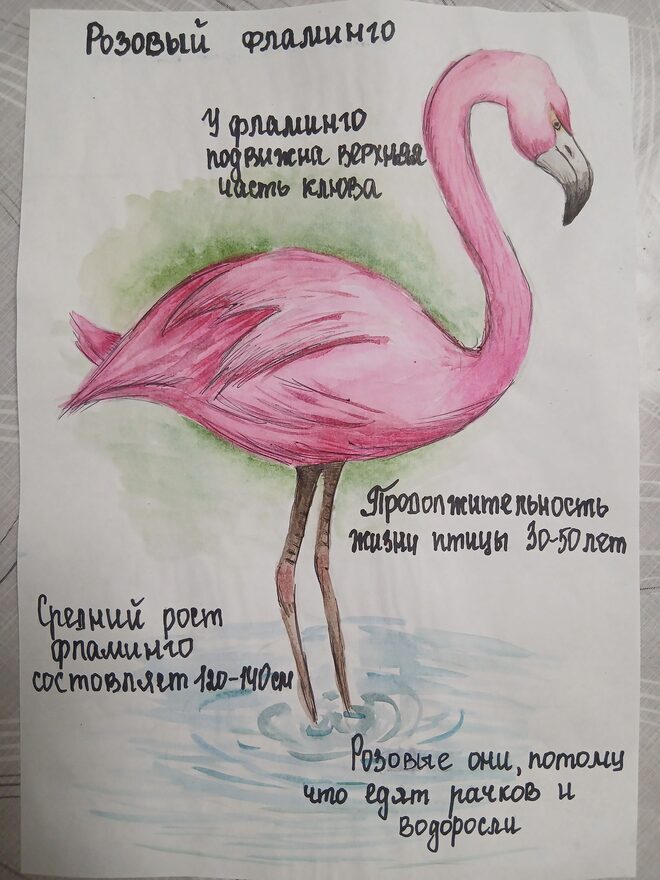 Всероссийский творческий конкурс «В мире животных»  - детский рисунок, поделка, творческая работа, категория дошкольники, детский сад, дистанционный конкурс, школьный конкурс