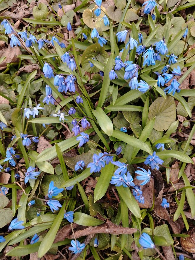 Всероссийский творческий конкурс «Красавица весна»  - детский рисунок, поделка, творческая работа, категория дошкольники, детский сад, дистанционный конкурс, школьный конкурс